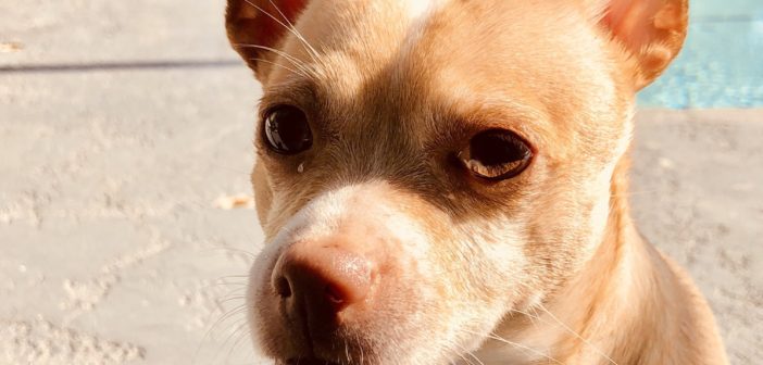 Happy dog in sun near pool