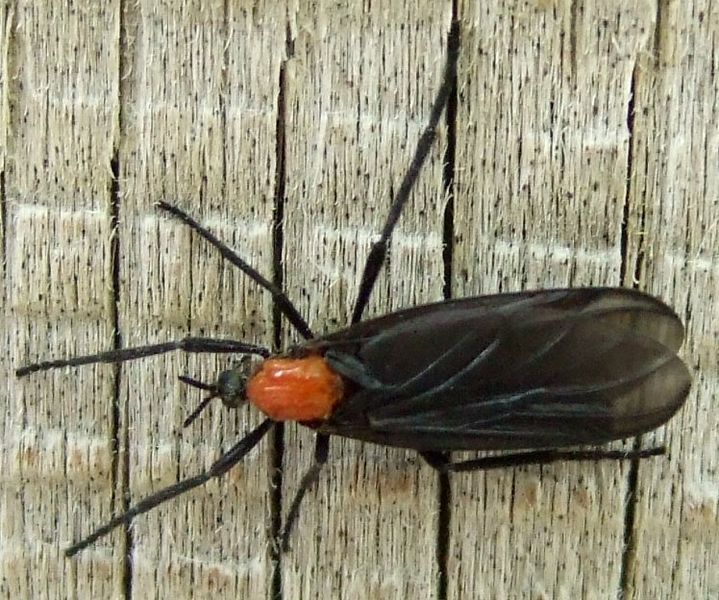 Top close view of a lovebug
