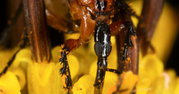Close up shot of a lovebug