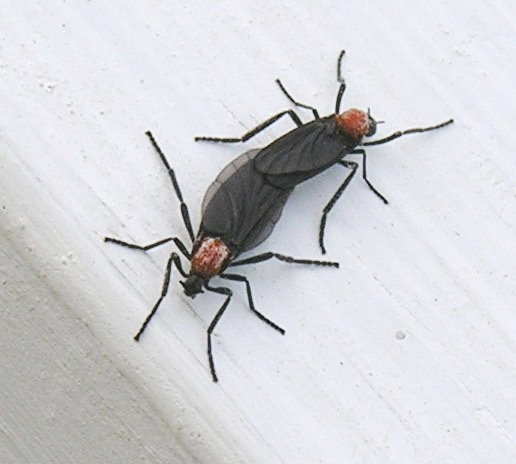 A close up top view shot of two lovebugs