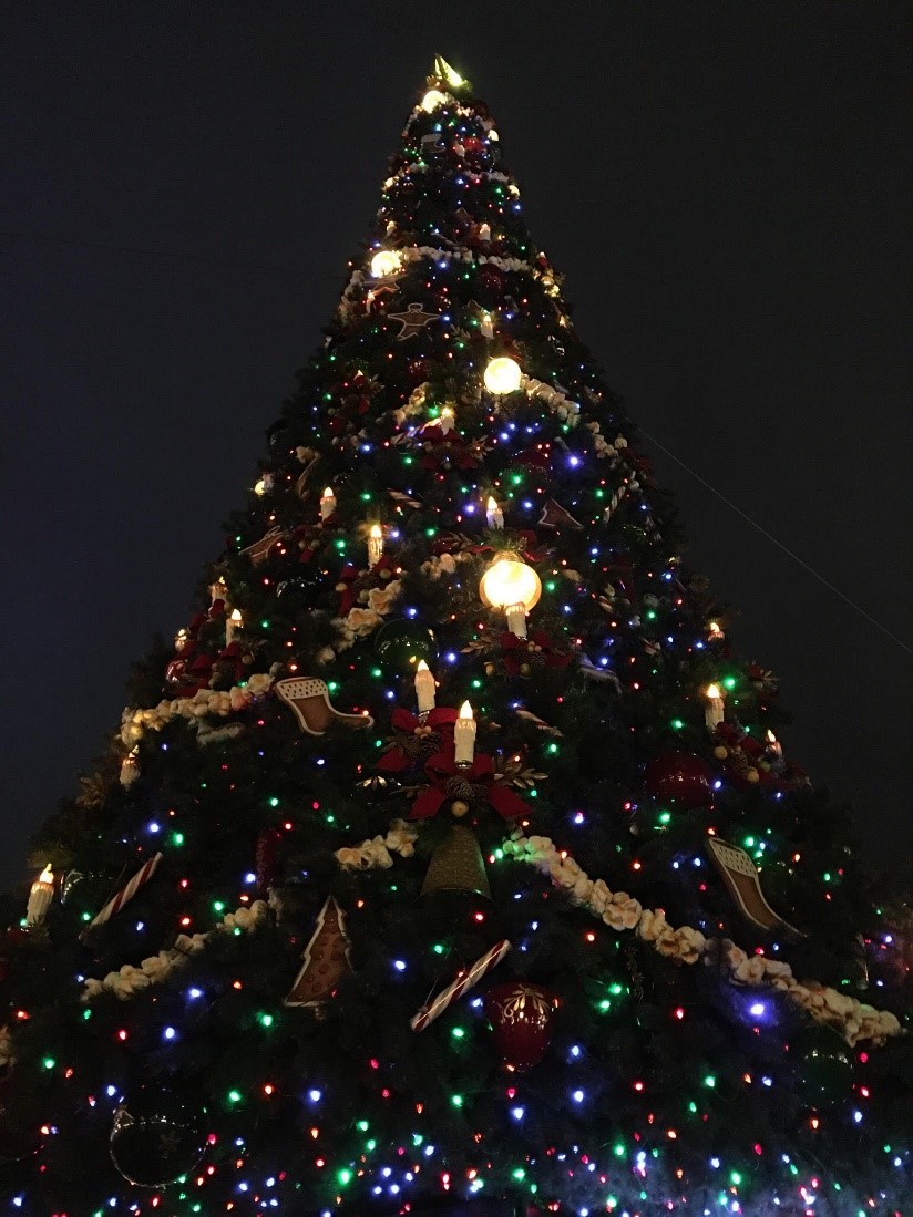 A massive Christmas Tree at night