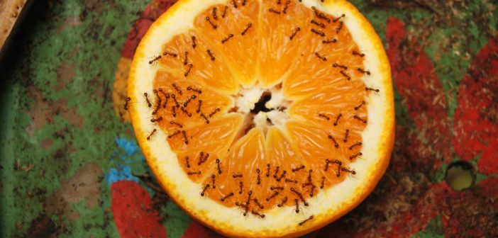 Ants on a half cut open orange