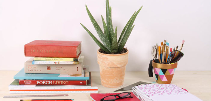 Aloe vera plant on desk.