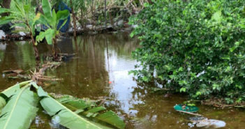 Plants in water from hurricane.