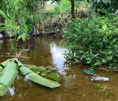 Plants in water from hurricane.