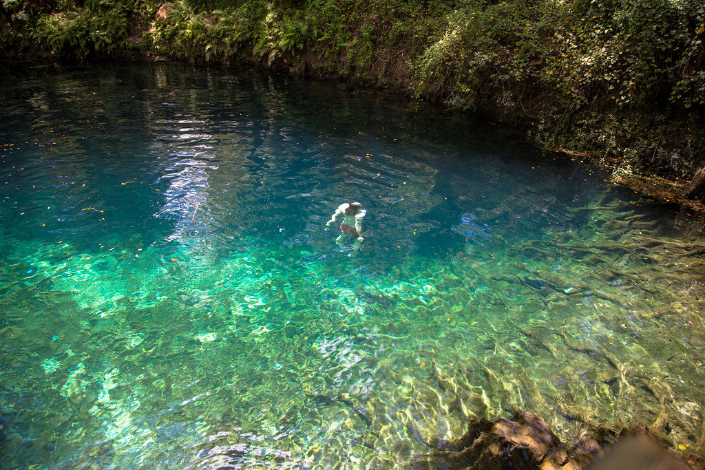 The spring at Madison Blue, a popular site for caving, is twenty-five feet deep, about eighty-two feet wide, and runs about one-hundred and fifty along until it meets with the west bank of the Withlacoochee River. 