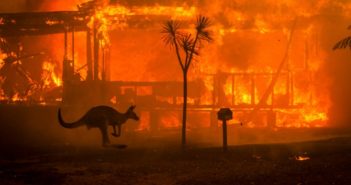 Nearly 500,000,000 animals have been killed in Australia’s wildfires.