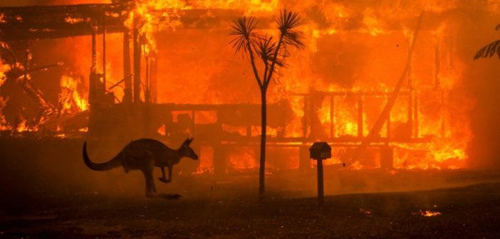 Nearly 500,000,000 animals have been killed in Australia’s wildfires.