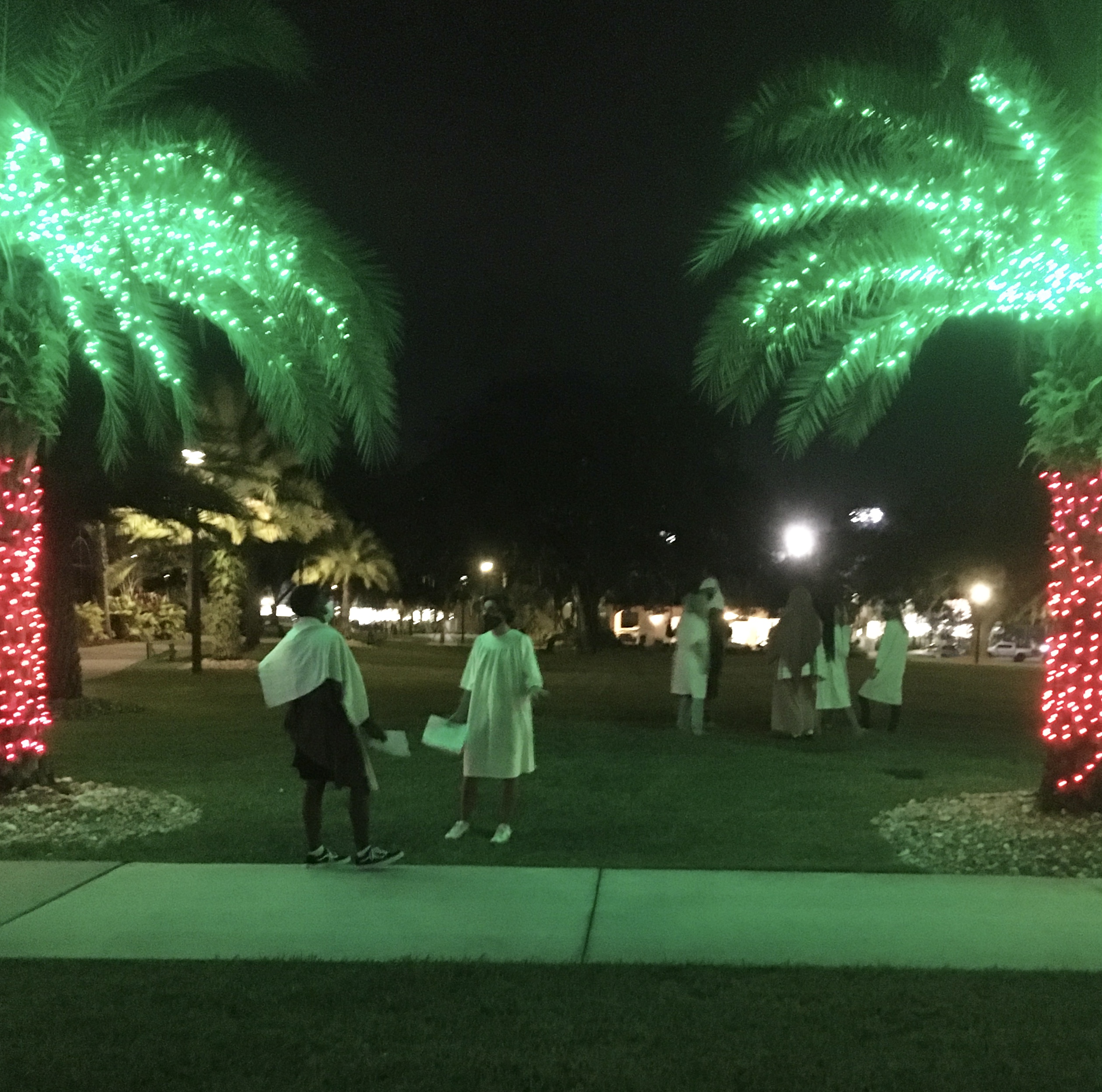 Saint Leo palm trees with Christmas lights.