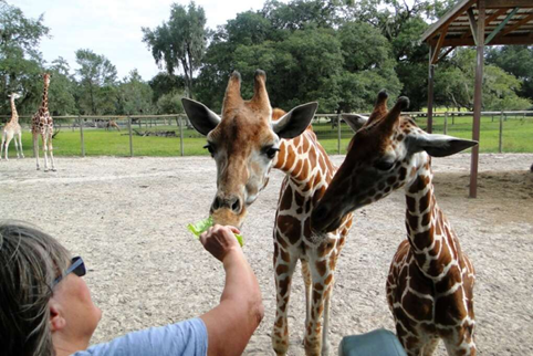 Giraffes being feed by a zoo visitor
