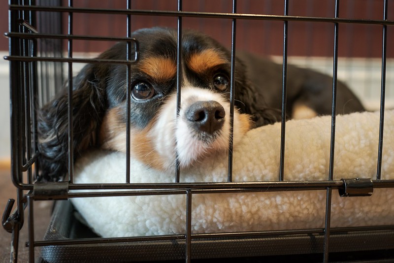 A dog in a carrying cage